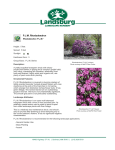 PJM Rhododendron - Landsburg Landscape Nursery