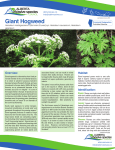 Fact Sheet: Giant Hogweed