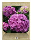 Acorn Farms Hydrangeas