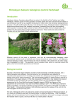Himalayan balsam biological control factsheet - GB non