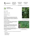 Thorndale Ivy - Lurvey Landscape Supply