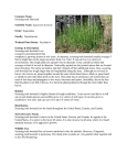 Scouring-rush Horsetail Scientific Name