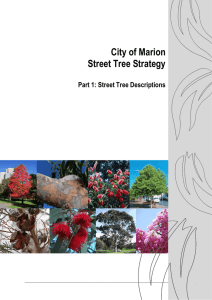 City of Marion Street Tree Strategy