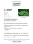 Honeybells Hosta - Paterno Nurseries Inc.