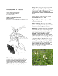 Maryland Native Plant Society: Wildflower in Focus: White Turtlehead
