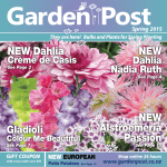NEW Alstroemeria Passion NEW NEW Dahlia Gladioli