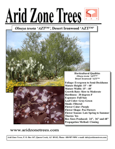 Olneya tesota `AZT™`, Desert Ironwood `AZT™`