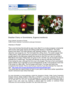 Brazilian Cherry or Grumichama, Eugenia brasiliensis