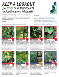 Lookout Invasive New Plants SE Wisconsin