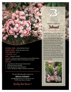 KALMIA MINUET Info Sheet