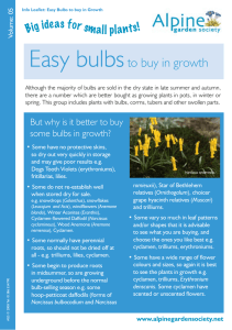 Easy Bulbs to buy in Growth