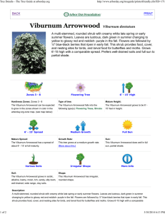 Viburnum Arrowwood Viburnum dentatum