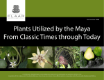 Plants Utilized by the Maya - Wide-format