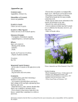 Agapanthus spp - Australian Weeds and Livestock