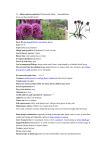 12. Allium sphaerocephalon (L10) drumstick allium Amaryllidaceae