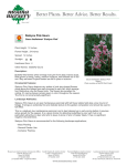 Siskiyou Pink Gaura