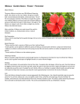 Hibiscus - Garden Basics