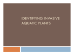 identifying invasive aquatic plants