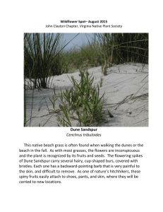 Dune Sandspur Cenchrus tribuloides This native beach grass is