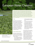 European Water Chestnut