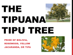 The Tipuana tipu tree - San Diego Master Gardeners