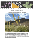 Sotol – Dasylirion wheeleri - Chihuahuan Desert Education Coalition