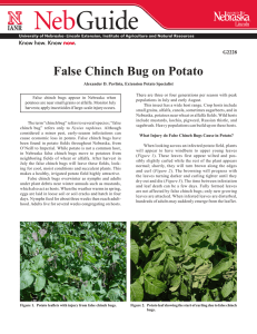 False Chinch Bug on Potato - University of Nebraska–Lincoln