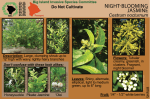 night-blooming jasmine - Big Island Invasive Species Committee