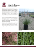 Muhly Grass - Cherrylake