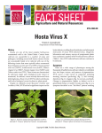 Hosta Virus X - OARDC - The Ohio State University