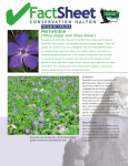 Periwinkle - Conservation Halton