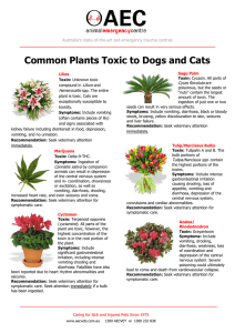 Common Plants Toxic to Dogs and Cats