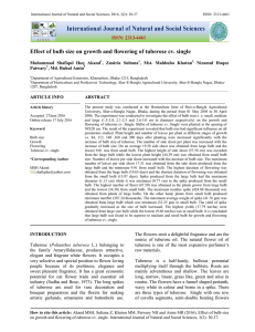 Effect of bulb size on growth and flowering of tuberose cv. single