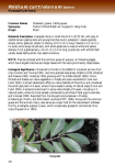 Psidium cattleianum - Florida Exotic Pest Plant Council
