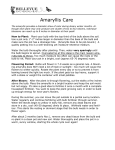 Amaryllis Care - Bellevue Nursery