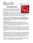 Amaryllis Care - Bellevue Nursery