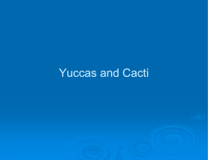 Yuccas and Cacti - Irrigation Management