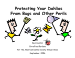 Protecting Your Dahlias From Bugs and Other Perils