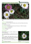 Erigeron karvinskianus (Karwinsky`s fleabane)