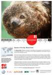 Species of the Day: Maned Sloth