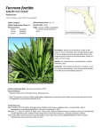 Furcraea foeda - Florida Natural Areas Inventory