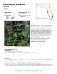 Epipremnum pinnatum - Florida Natural Areas Inventory