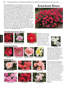 Knockout Roses - The Perennial Farm