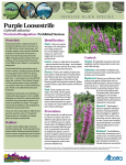 Purple Loosestrife - Invasive Species Council of Manitoba