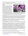 Cenizo, Leucophyllum frutescens: Texas sage, a purple