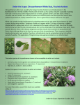 Under the Scope: Chrysanthemum White Rust, Puccinia horiana