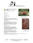 Inaba Shidare Cutleaf Japanese Maple