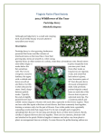 Partridge Berry Web - Virginia Native Plant Society