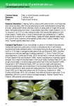 Tradescantia fluminensis - Florida Exotic Pest Plant Council