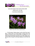 . The Society Garlic, Tulbaghia violacea, is a native of South Africa